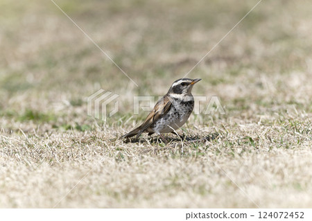 Thrush 124072452