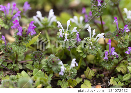 霍托肯諾扎 124072482