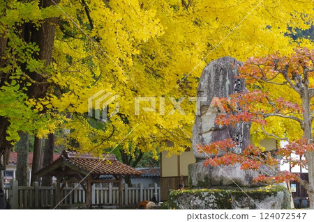 秋太田筒子的大銀杏樹 124072547