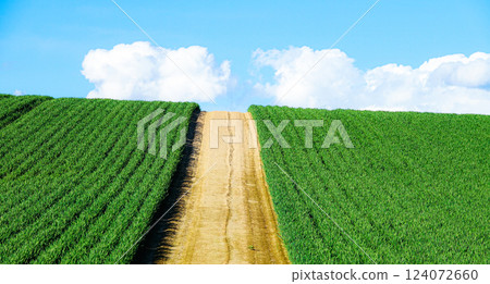 Early summer scenery of Biei, Hokkaido with blue sky and clouds Early summer scenery of Biei, Hokkaido with blue sky and clouds 124072660
