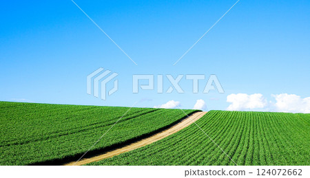 藍天白雲的北海道美瑛初夏風景 124072662