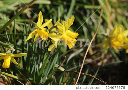 春天花園裡盛開的黃色水仙花 124072676