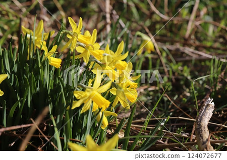 春天花園裡盛開的黃色水仙花 124072677