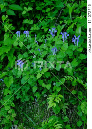 山丘上盛開的立浪草 [相模原市津久井 5月] 124072746