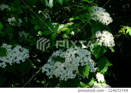 Viburnum flowers bloom [Tsukui, Sagamihara City, May] 124072749