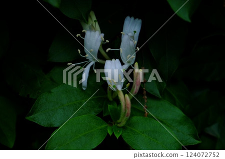 金銀花盛開 [相模原市津久井 5月] 124072752