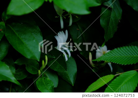 白色金銀花盛開 [相模原市津久井 5月] 124072753