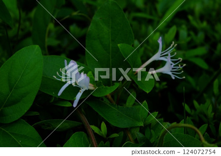 White honeysuckle flowers bloom [Tsukui, Sagamihara City, May] 124072754