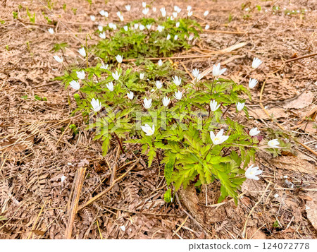春山盛開的白花 - 菊崎一花 124072778