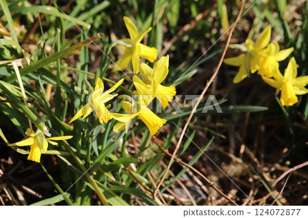 早春花園中盛開的黃水仙花 早春花園中盛開的黃水仙花 124072877