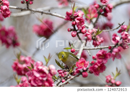 White-eye 124072913