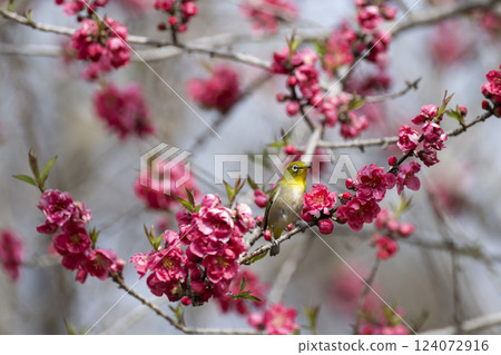 White-eye 124072916