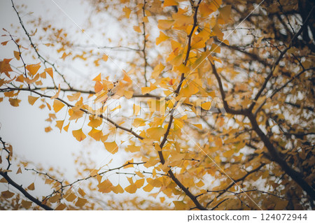 yellow leaves on tree in autumn yellow leaves on tree in autumn 124072944