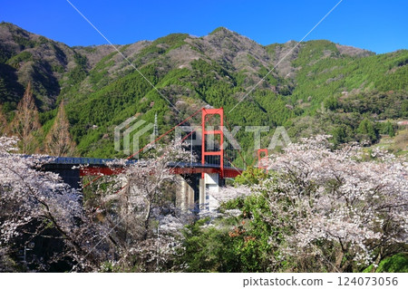 【高知縣】晴天時,大戶水壩大橋與盛開的櫻花 【高知縣】晴天時,大戶水壩大橋與盛開的櫻花 124073056