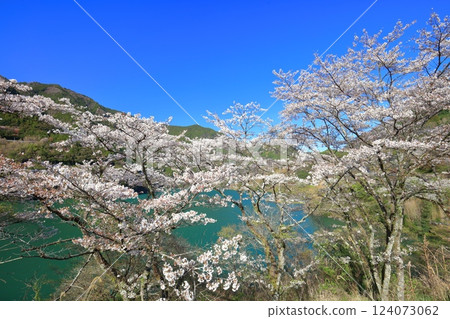 [Kochi Prefecture] Cherry blossoms in full bloom at Odo Dam Park on a sunny day 124073062