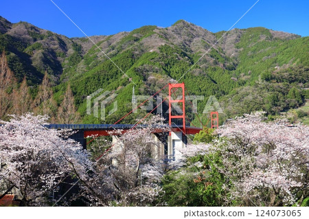 [Kochi Prefecture] Odo Dam Bridge and cherry blossoms in full bloom on a clear day 124073065