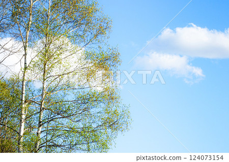Blue sky and fresh green birch trees Blue sky and fresh green birch trees 124073154