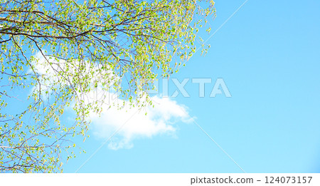 Blue sky and fresh green birch leaves Blue sky and fresh green birch leaves 124073157
