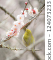 Mejiro吮吸梅花的蜂蜜 124073233