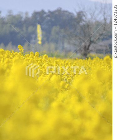 Landscape with rape field 124073235