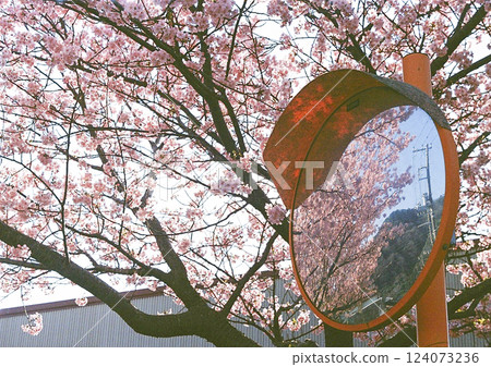 Cherry blossoms in full bloom reflected in a convex mirror 124073236