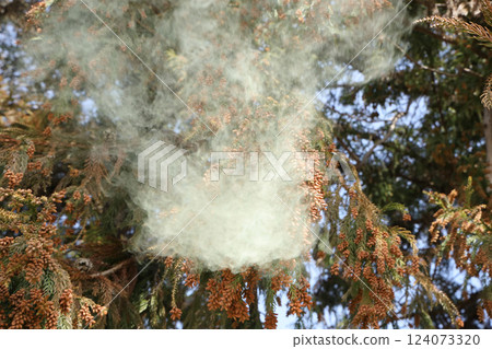 Sugi pollen 124073320