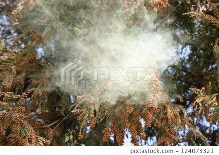 Sugi pollen 124073321