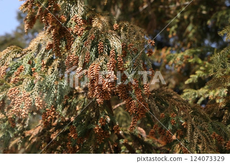 Sugi pollen 124073329