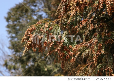 Sugi pollen 124073352