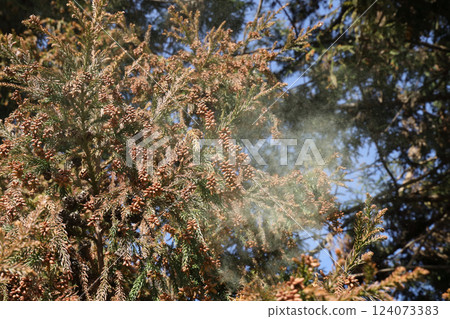 Sugi pollen 124073383