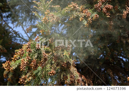 Sugi pollen 124073396