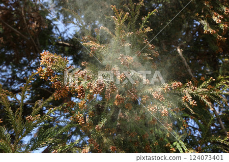 Sugi pollen 124073401