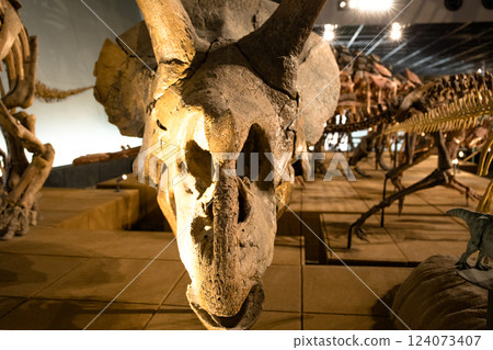 Observing dinosaur fossils 124073407