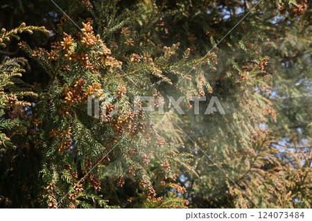 Sugi pollen Sugi pollen 124073484