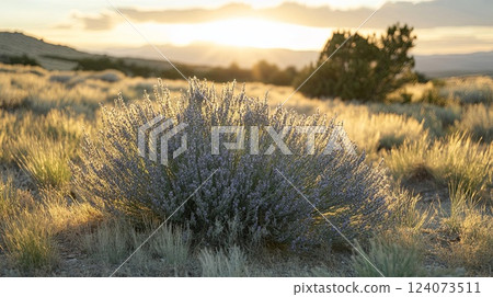 A lavender bush gently swaying in the breeze during golden hour pic 124073511