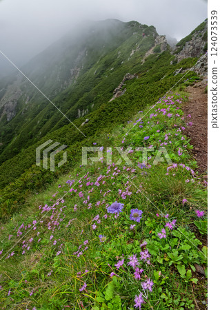 A hiking trail to Mt. Arakawa-Nakadake in the Southern Alps, where alpine plants bloom A hiking trail to Mt. Arakawa-Nakadake in the Southern Alps, where alpine plants bloom 124073539