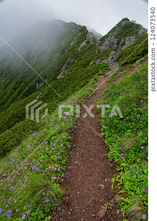 A hiking trail to Mt. Arakawa-Nakadake in the Southern Alps, where alpine plants bloom A hiking trail to Mt. Arakawa-Nakadake in the Southern Alps, where alpine plants bloom 124073540