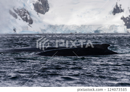 Close-up of the back and dorsal fin of a humpback whale 124073585