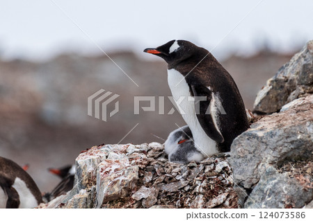 Gentoo colony at Danco Island 124073586