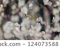 前後模糊：梅花叢中孤獨的日本繡眼鳥 124073588
