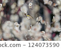 前後模糊：梅花叢中孤獨的日本繡眼鳥 124073590