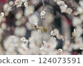 前後模糊：梅花叢中孤獨的日本繡眼鳥 124073591