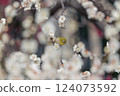 前後模糊：梅花叢中孤獨的日本繡眼鳥 124073592