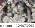 前後模糊：梅花叢中孤獨的日本繡眼鳥 124073593