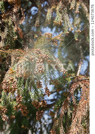 Sugi pollen 124073676