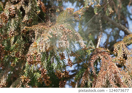 Sugi pollen 124073677