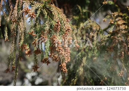 Sugi pollen 124073730