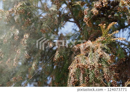 Sugi pollen 124073771