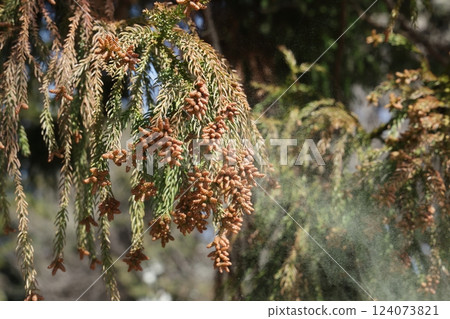 Sugi pollen Sugi pollen 124073821