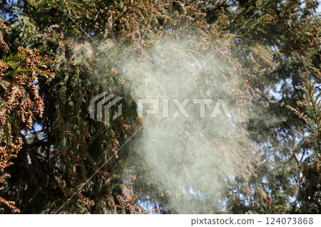 Sugi pollen 124073868